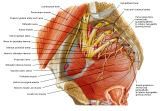 Anatomie: heup,bovenbeen,knie,onderbeen,enkel,voet,acetabulum,collum femoris,trachanter,femur,epicondyl,meniscus,kruisband,cruciate ligament,patella,knieschijf,tibia,fibula,malleolus,talus,calcaneus,tarsus,metatarsus,phalanx,falanx,quadriceps femoris,rectus femoris,sartorius,tensor fasciae latae,tractus iliotibialis,biceps femoris,gastrocnemius,semimembranosus,semitendinosus,soleus,suralis,vena saphena parva,vena saphena magna,sciatic,ischiadicus,peronea
